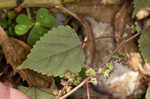 Hairy crabweed <BR>Clammyweed